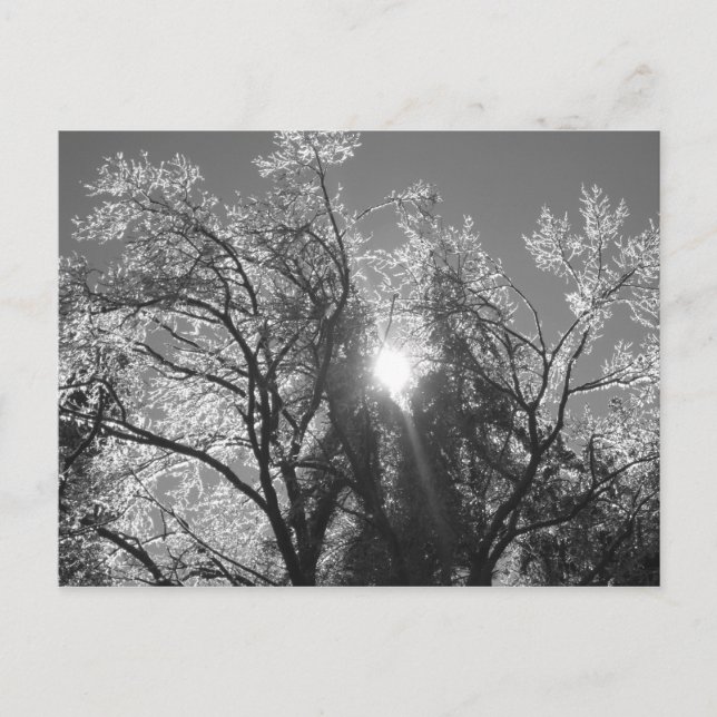 Ice Tree Postcard (Front)