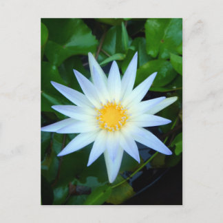 Iceblue Water Lily Postcard