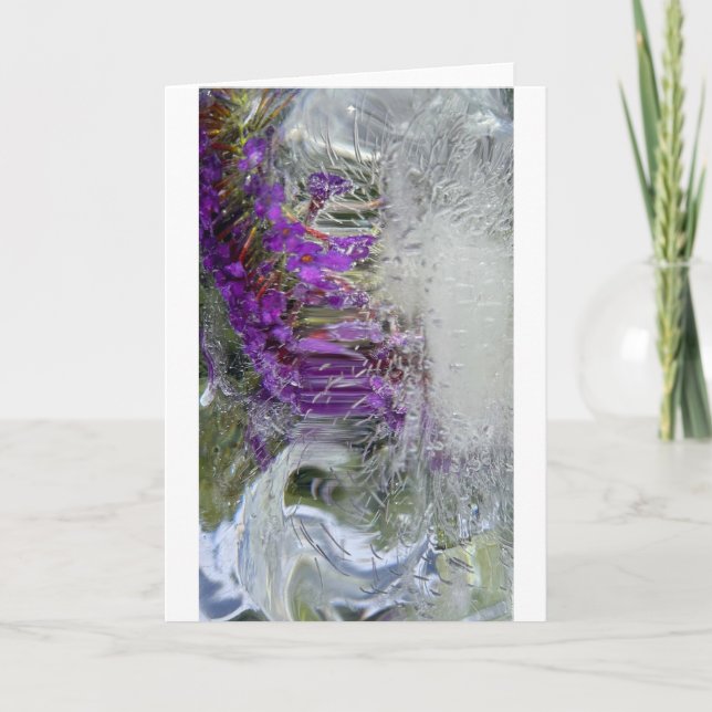 Iced Black Knight Butterfly Bush,  Card (Front)