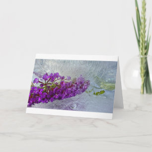Iced Black Knight Butterfly Bush,  Card