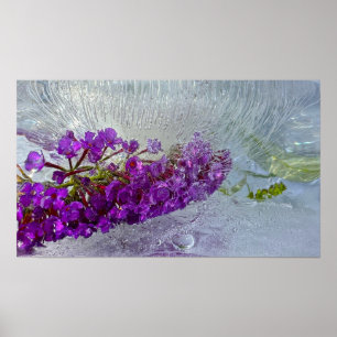 Iced Black Knight Butterfly Bush, Poster