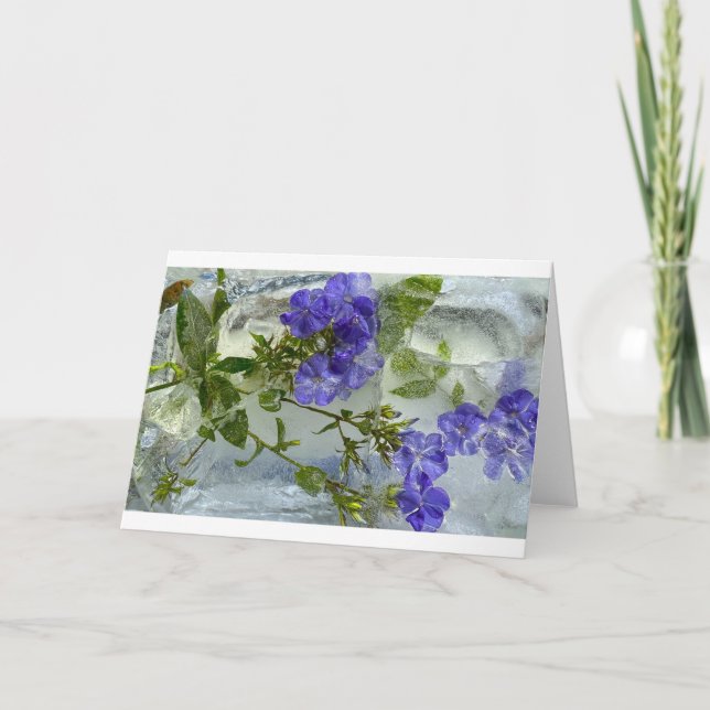 Iced Blossoms,  Card (Front)