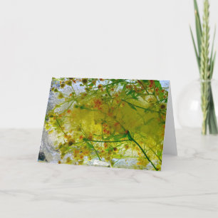 Iced Blossoms,  Card