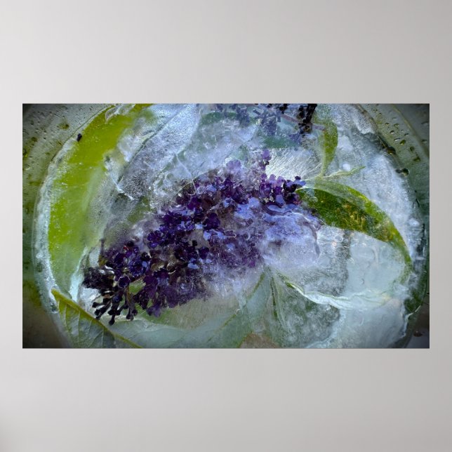 Iced Blossoms Poster (Front)