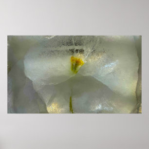 Iced Blossoms,  Poster