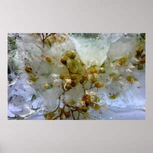 Iced Blossoms, Poster