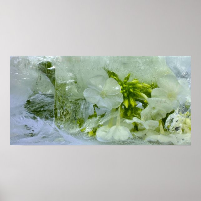 Iced Blossoms, Poster (Front)