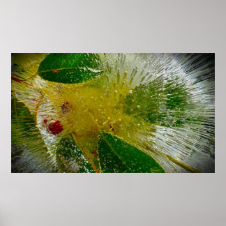 Iced Blossoms Poster