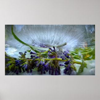 Iced Blossoms Poster
