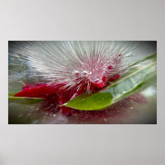 Iced Blossoms Poster