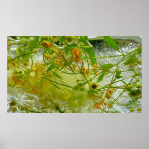 Iced Blossoms,  Poster