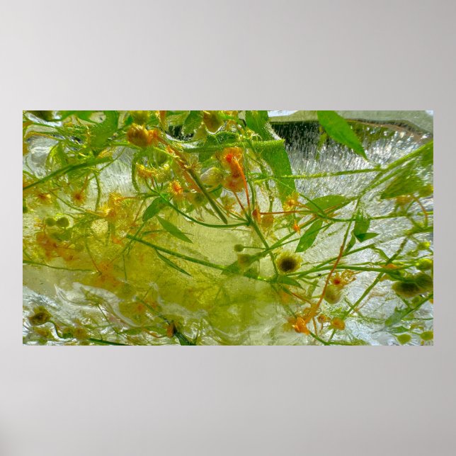 Iced Blossoms,  Poster (Front)