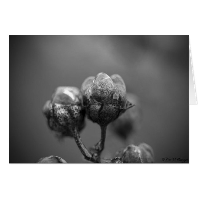 Iced Crape Myrtle Card (Front Horizontal)