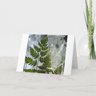Iced Ferns, Card