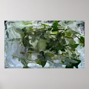 Iced Ivy,  Poster