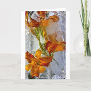 Iced Lilies, Card