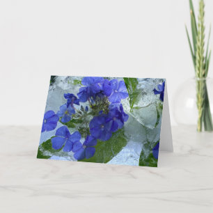 Iced Phlox,  Card