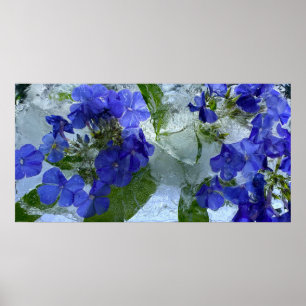 Iced Phlox,  Poster