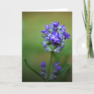 Iced Purple, card