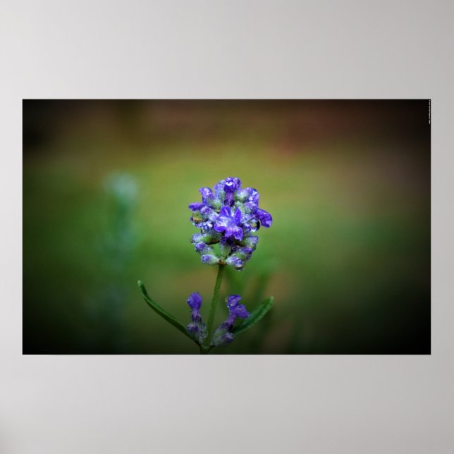 Iced Purple, Poster (Front)