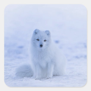 Iceland Arctic Fox Square Sticker