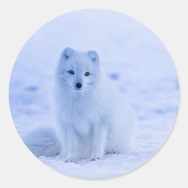 Iceland - Arctic Fox, white on white photograph Classic Round Sticker (Front)