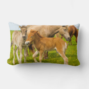 Iceland. Dyrholaey. Icelandic horse foals Lumbar Pillow