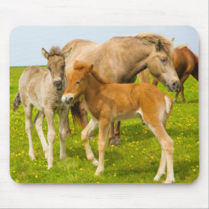 Iceland. Dyrholaey. Icelandic horse foals Mouse Pad