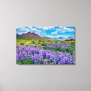 Iceland Landscape Lupines in bloom  Canvas Print