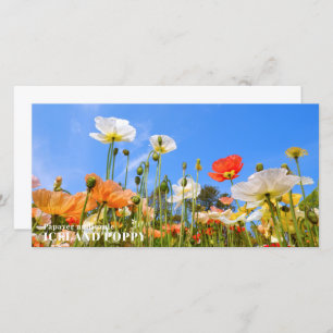 Iceland Poppy Card