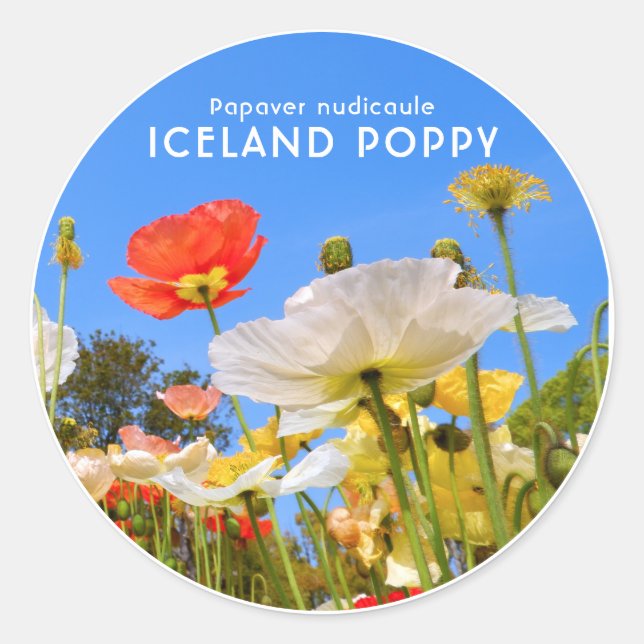 Iceland Poppy Classic Round Sticker (Front)