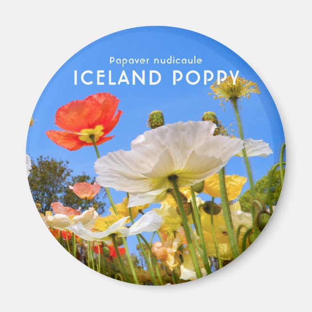 Iceland Poppy Magnet (Front)