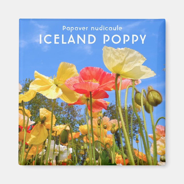 Iceland Poppy Magnet (Front)