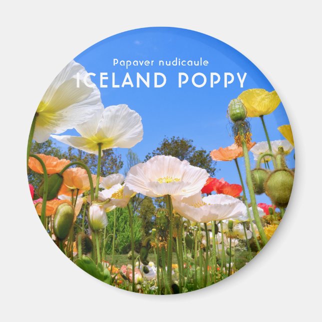 Iceland Poppy Magnet (Front)
