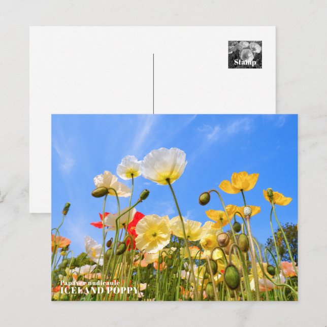 Iceland Poppy Postcard (Front/Back)