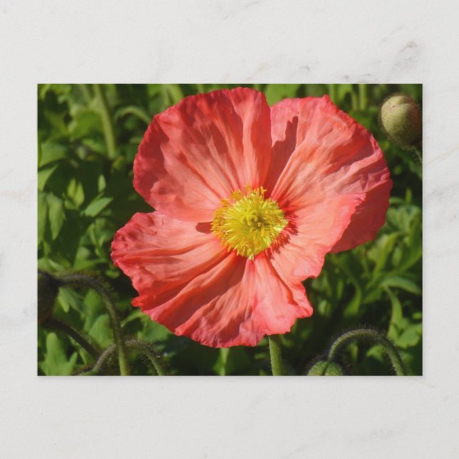 Iceland Poppy Postcard (Front)
