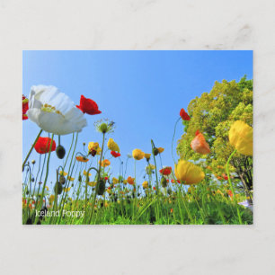 Iceland Poppy [Postcard] Postcard