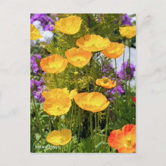 Iceland Poppy [Postcard] Postcard (Front)