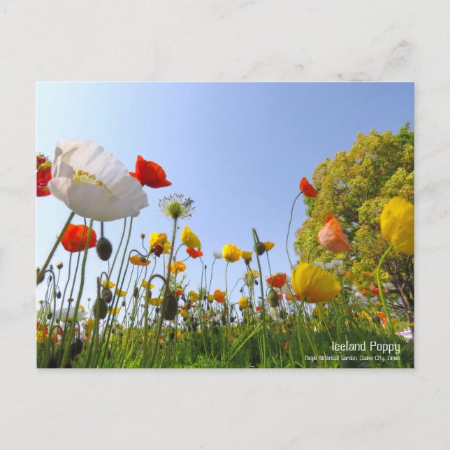 Iceland Poppy：Postcard Postcard (Front)