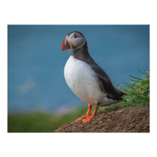 ICELAND PUFFIN PHOTO PRINT