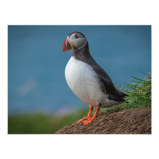 ICELAND PUFFIN PHOTO PRINT (Front)