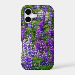 Iceland. Vik i Myrdal. Field of Lupines