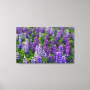 Iceland. Vik i Myrdal. Field of Lupines Canvas Print
