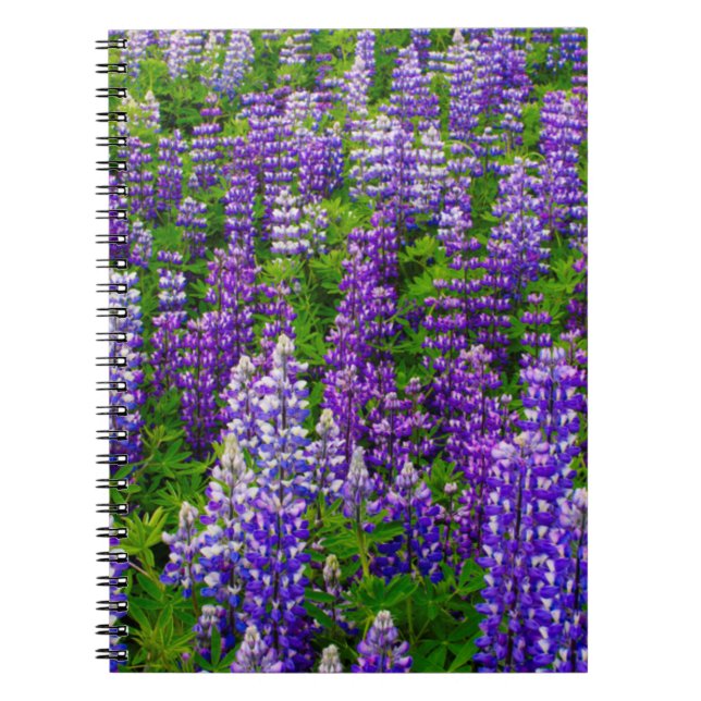 Iceland. Vik i Myrdal. Field of Lupines Notebook (Front)