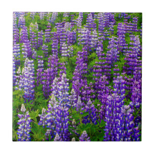 Iceland. Vik i Myrdal. Field of Lupines Tile