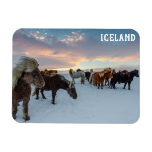 Iceland Wild Horses Travel Photo Magnet