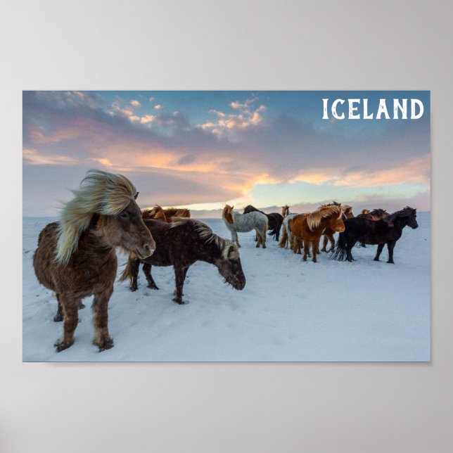 Iceland Wild Horses Travel Photo Poster (Front)
