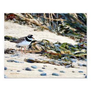 Icelandic bird: Plover Photo Print