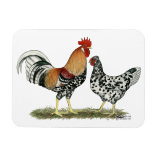 Icelandic Chickens Magnet