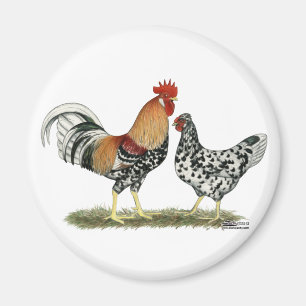 Icelandic Chickens Magnet